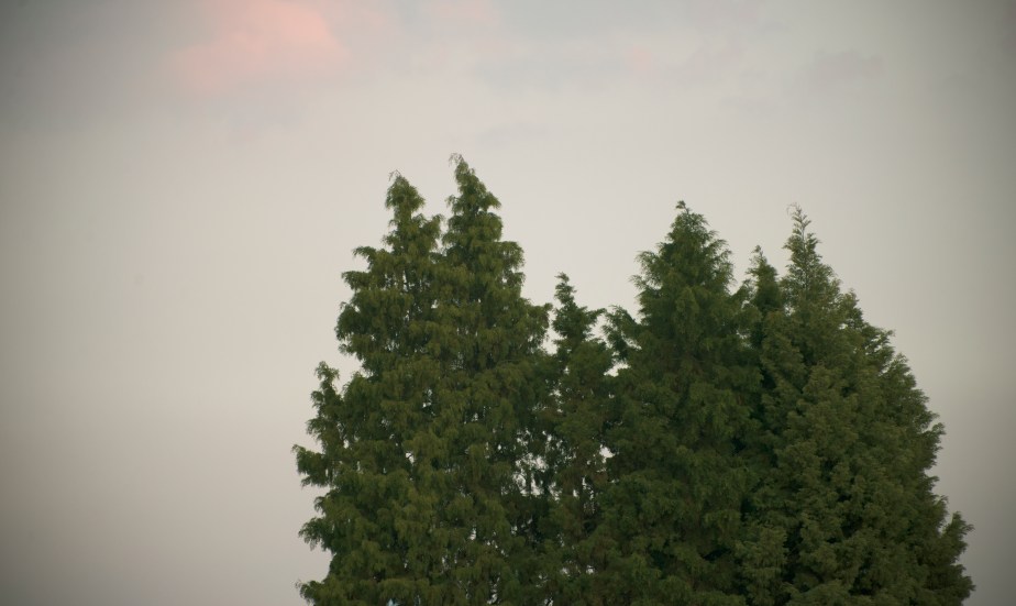 dsc_8527